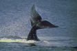 Whale sightseeing at Peninsula Valdes