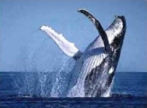 Whale tours in Peninsula Valdes